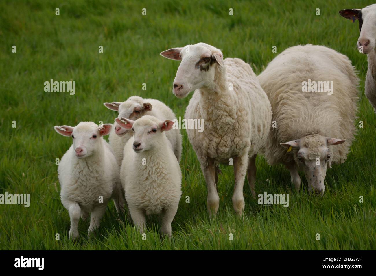 Curious Sheep And Her Lambs. Stock Photo