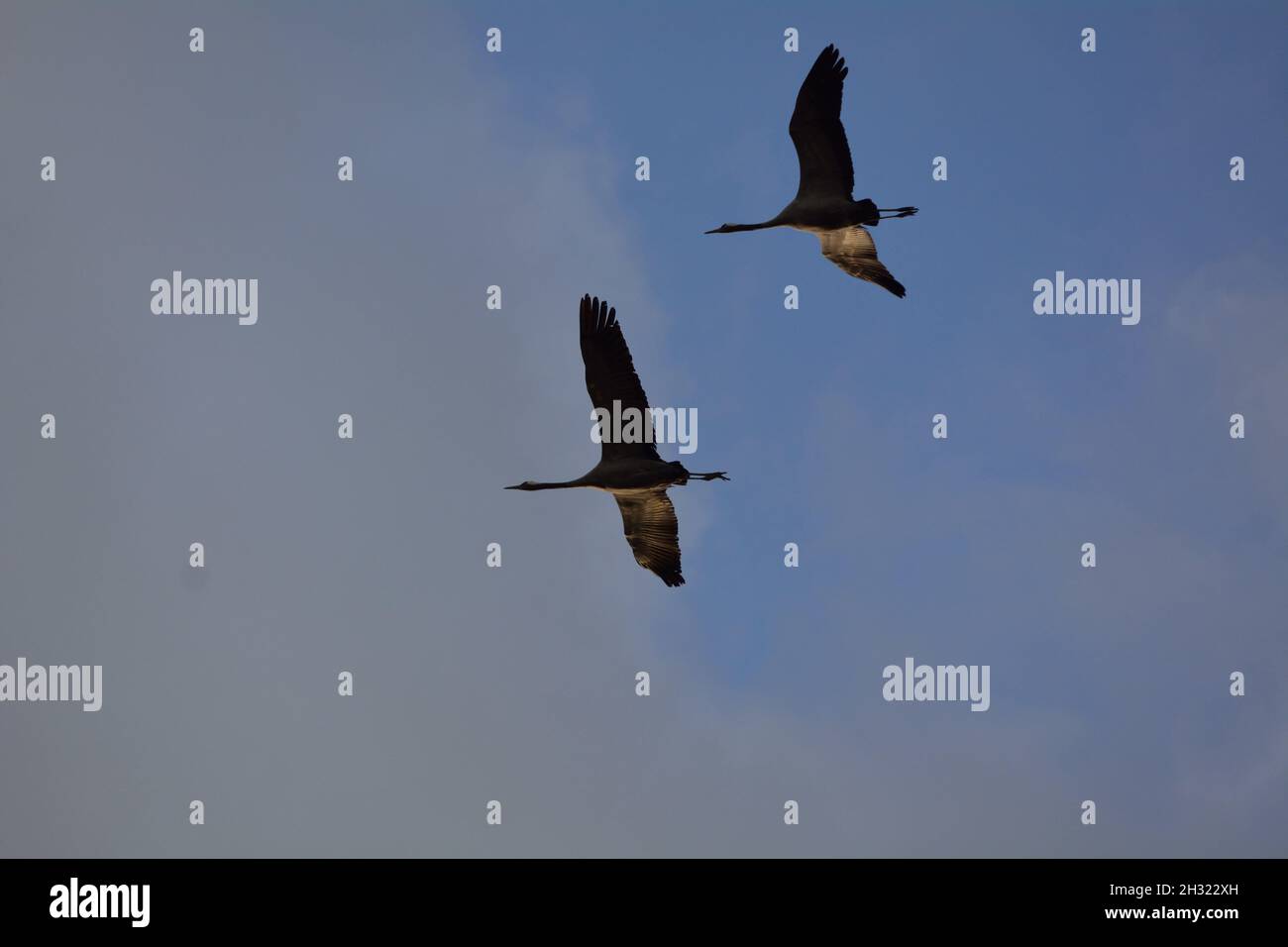 Two Cranes Following The Sun. Stock Photo