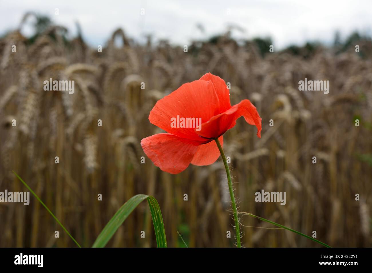 Portrait Of A Poppy (Plant) Infront Of A Wheat Field. Stock Photo