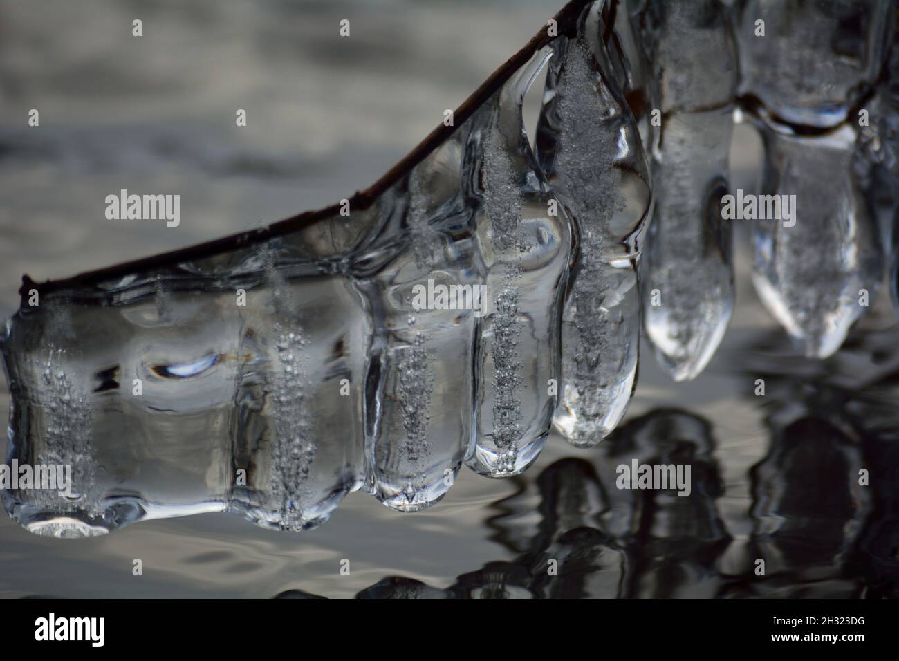 Natural Ice Sculpture Hanging From A Branch. Stock Photo