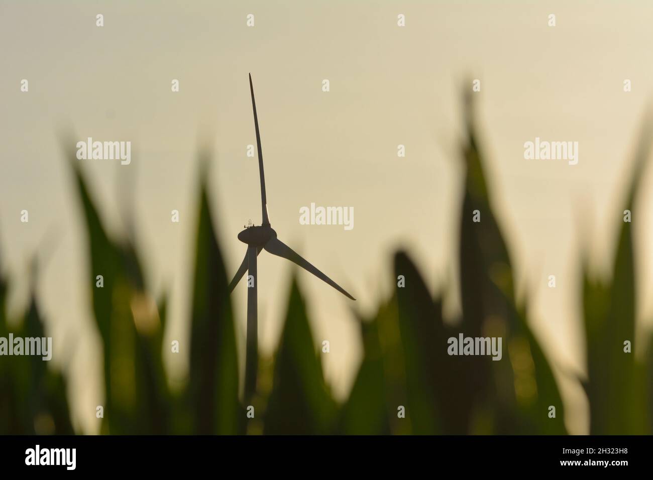 Corn Plants And Wind Turbine. Stock Photo