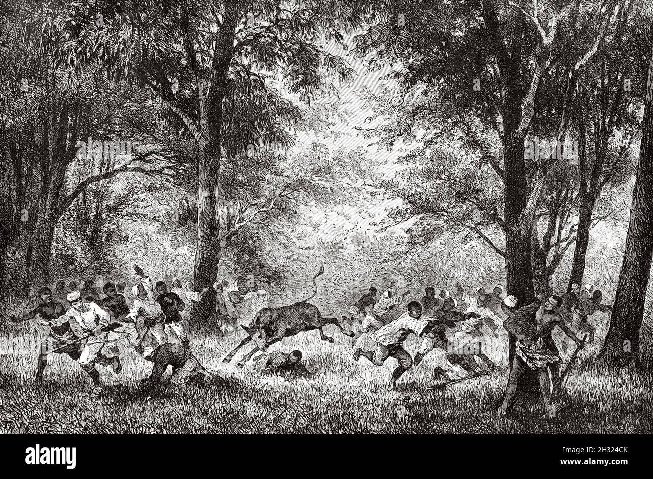Bee attacks. Guinea-Bissau Africa. Old 19th century engraved illustration, Journey through Senegambia and Portuguese Guinea by captain Henri Brossard-Faidherbe (1855-1893) from Le Tour du Monde 1889 Stock Photo