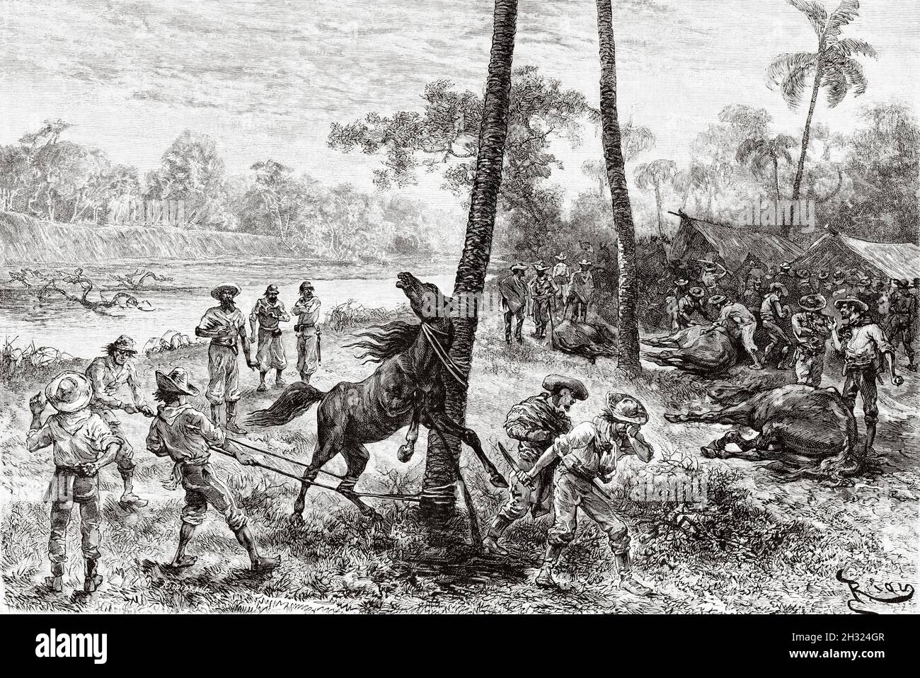 Sacrifice of horses. Paraguay, South America. Old 19th century engraved ...