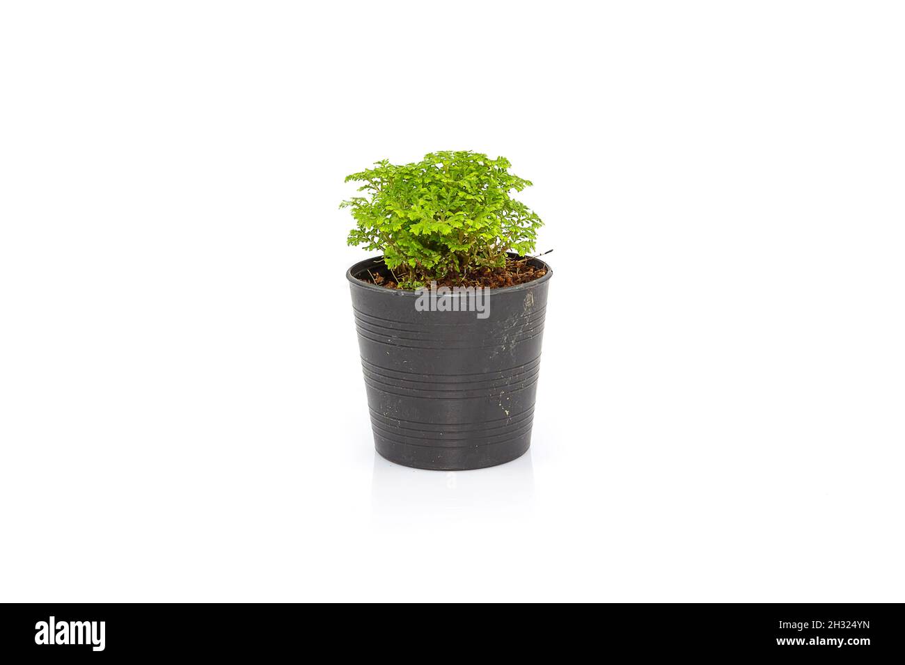 Small Ferns in black pot isolated on white background Stock Photo