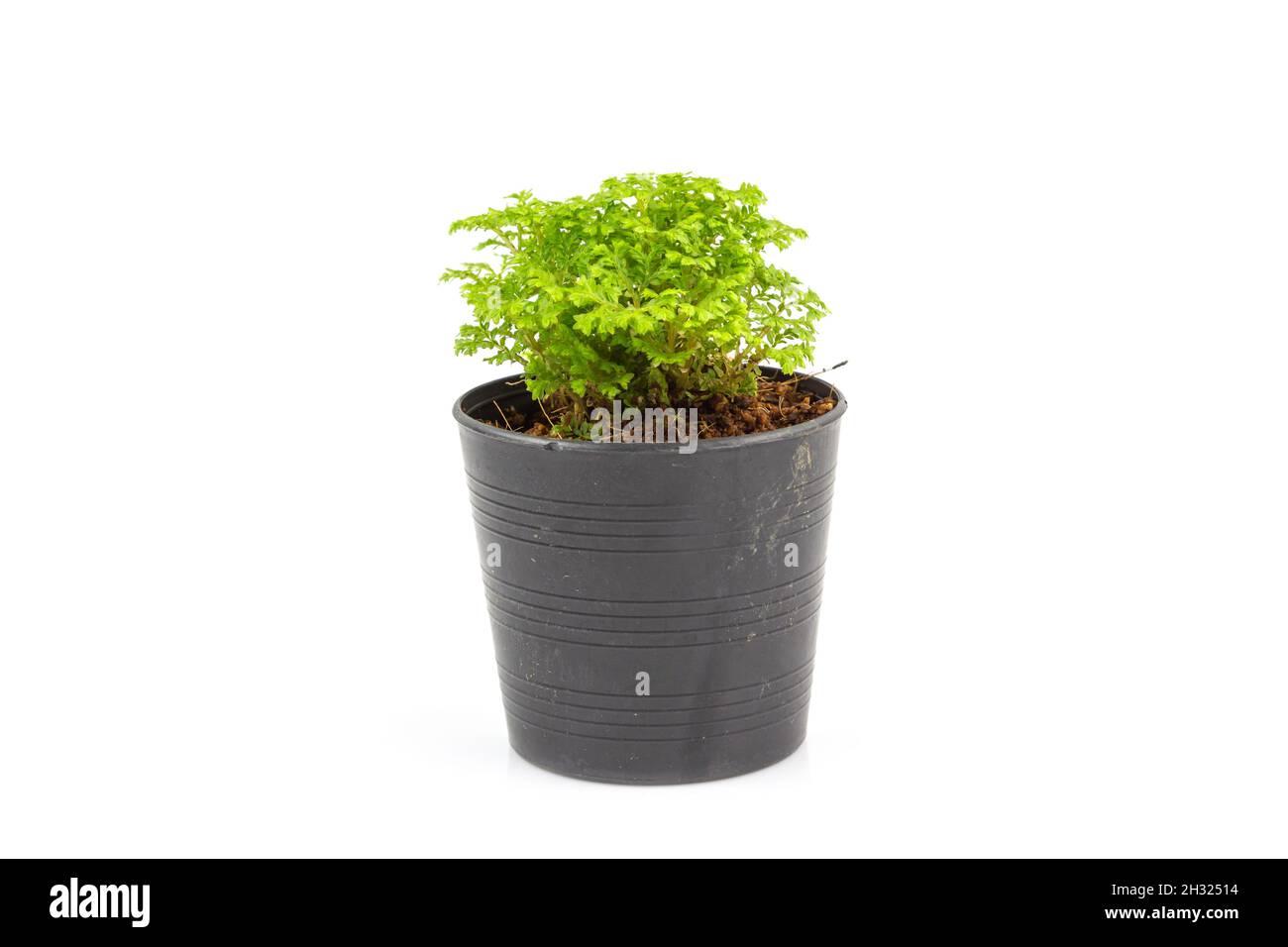 Small Ferns in black pot isolated on white background Stock Photo