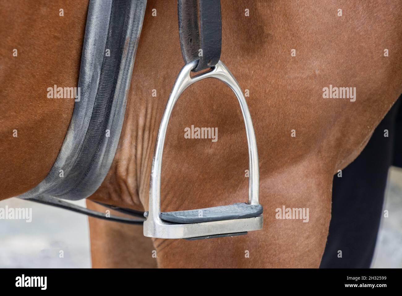 Horse bridles harness hanging Stock Photo