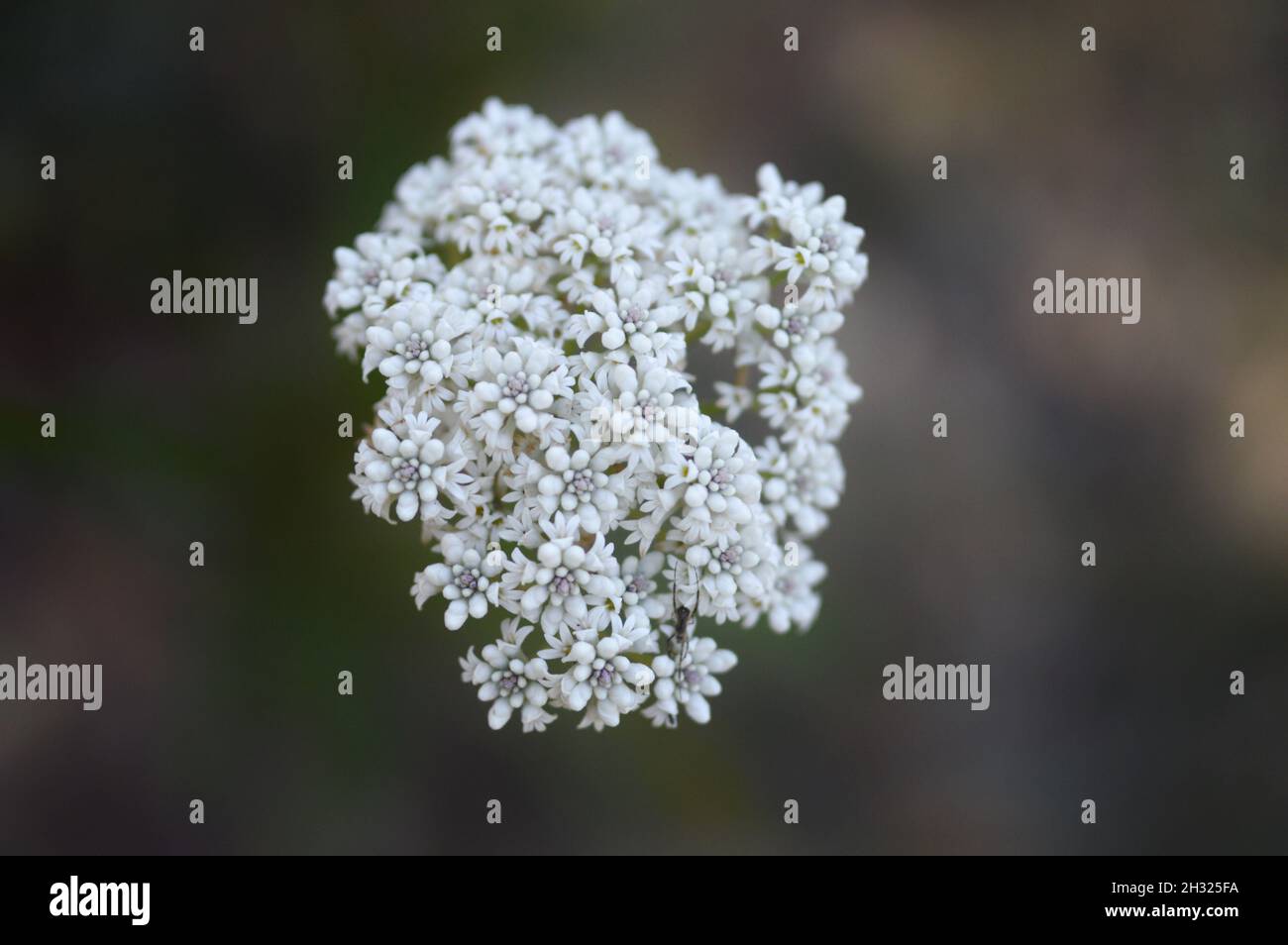 Australian White Native Flower found on the east coast called the Long Leaf Bush Smoke Stock Photo