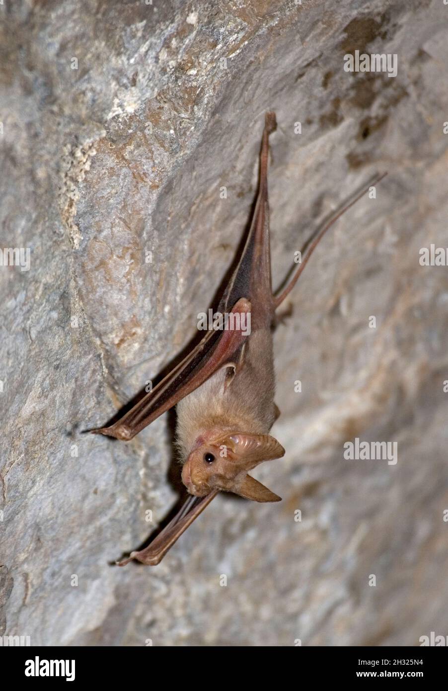 Hardwick's Mouse-tailed Bat (Rhinopoma hardwickei), or Lesser Mouse-tailed Bat, Photographed in the Nimrod Fortress, Golan Heights, Israel Stock Photo