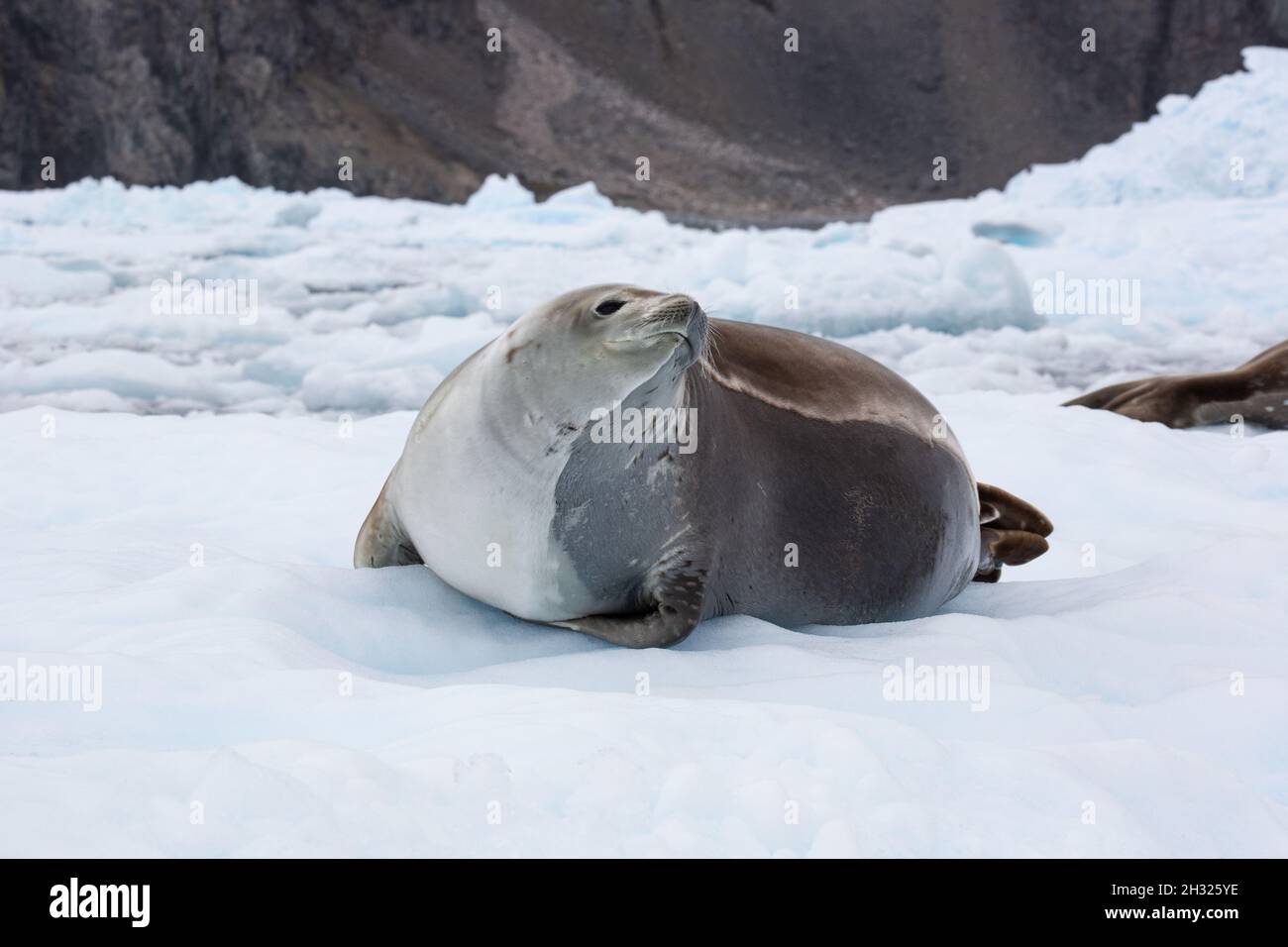 Crabeater Seal (Lobodon carcinophaga) on an iceberg in Antarctica. Crabeater seals are the most common large mammal on the planet after humans, with a Stock Photo