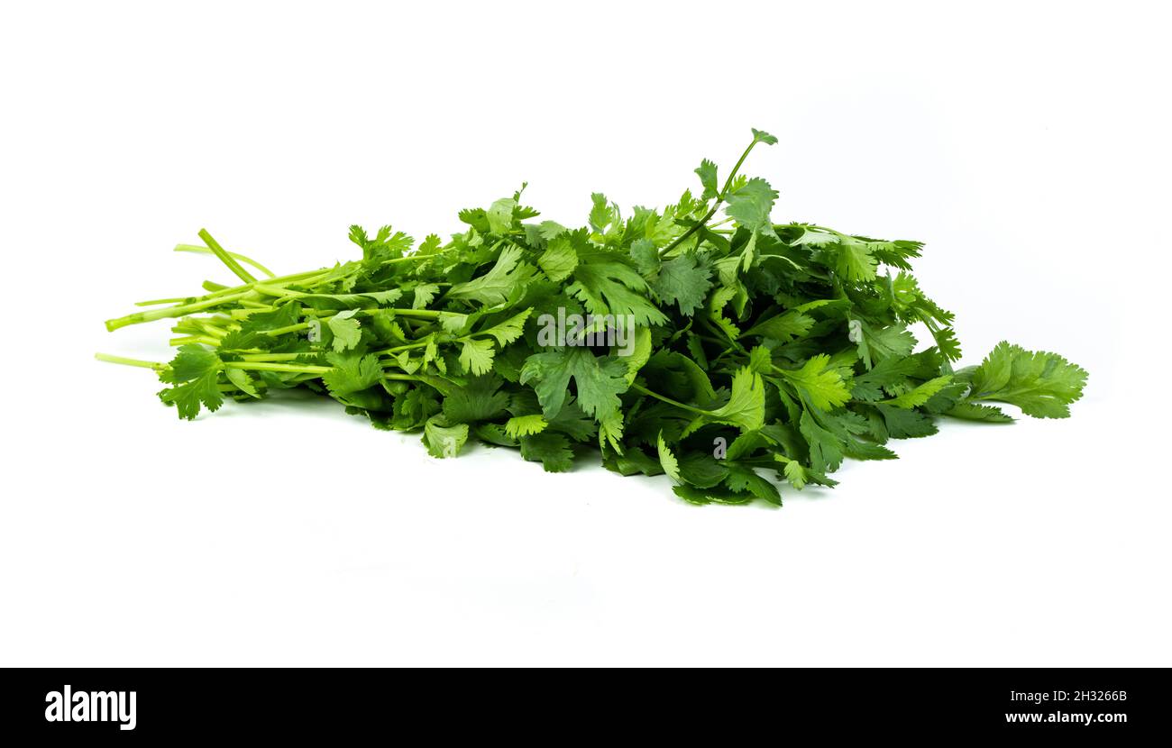 Freshly harvested coriander leaves isolated on white background Stock