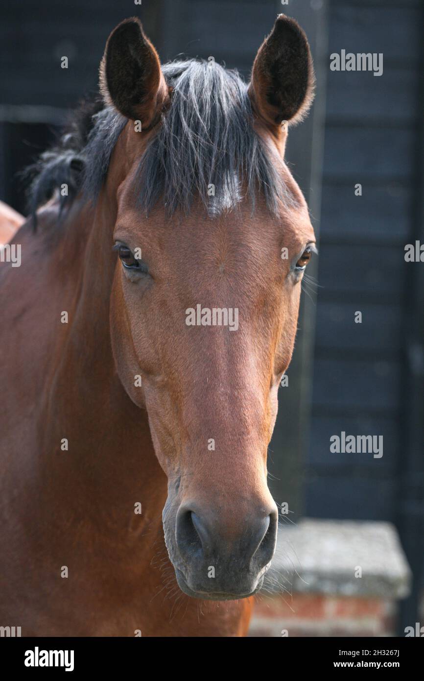A full head shot of a bay Irish Sport horse with a white star and a black mane .  Suffolk, UK Stock Photo