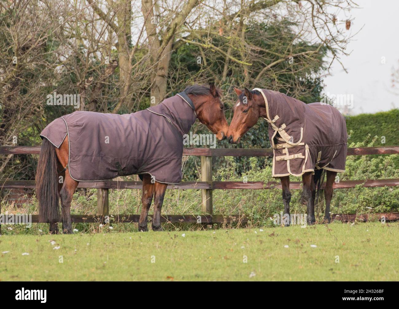 Two bay horses, the best of friends and companions , nuzzling each other whilst turned out in the meadow. Suffolk, UK Stock Photo