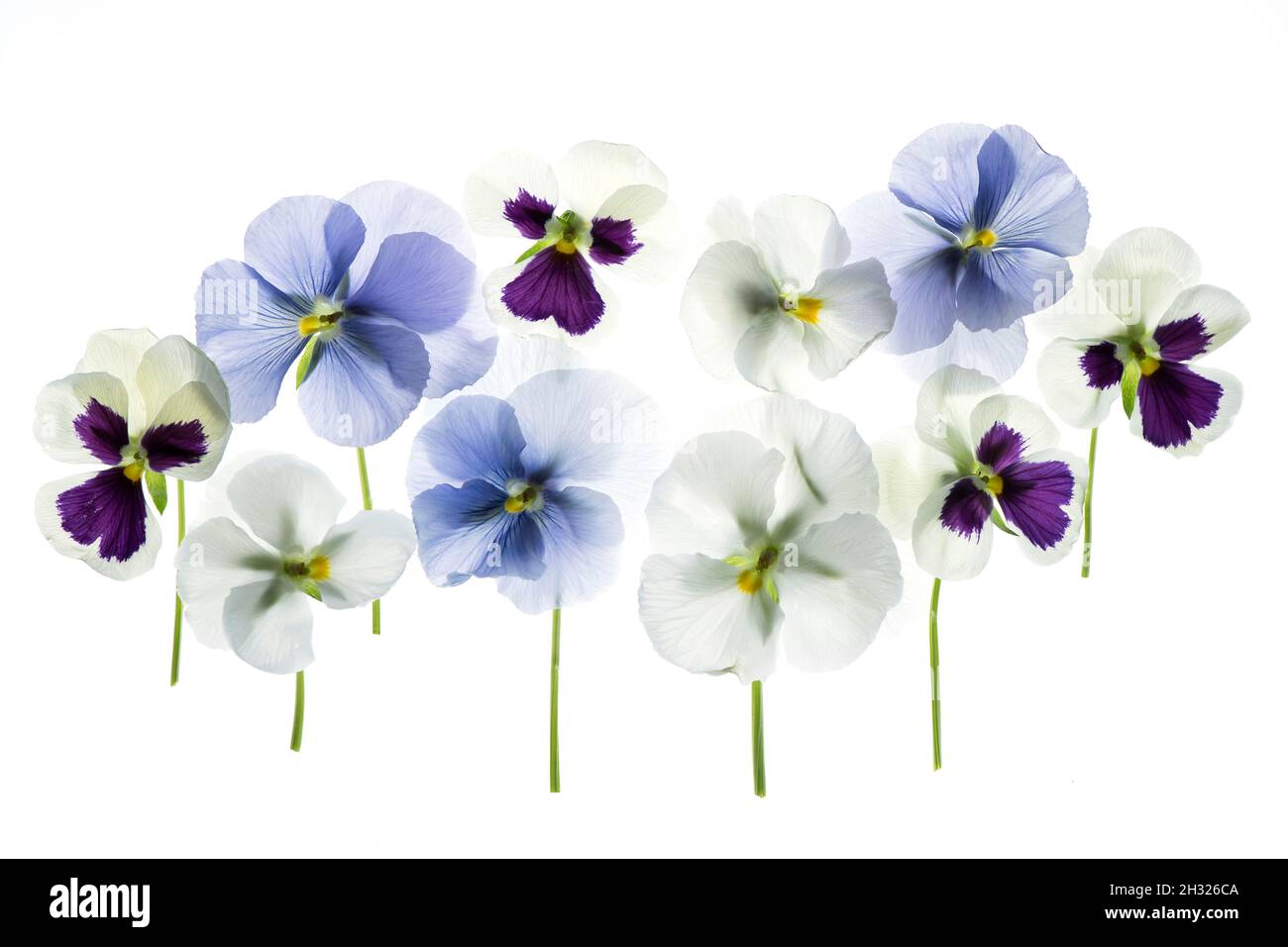 backlit pansy petals on a lightbox Stock Photo
