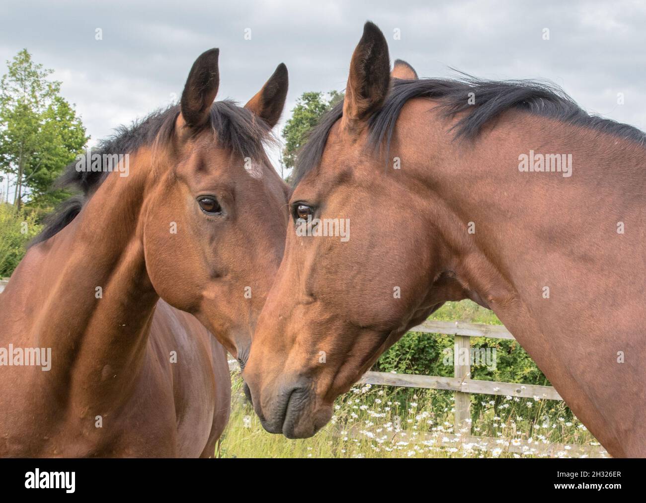 Two matching bay horses, the best of friends and companions , happily  turned out in the meadow. Suffolk, UK Stock Photo