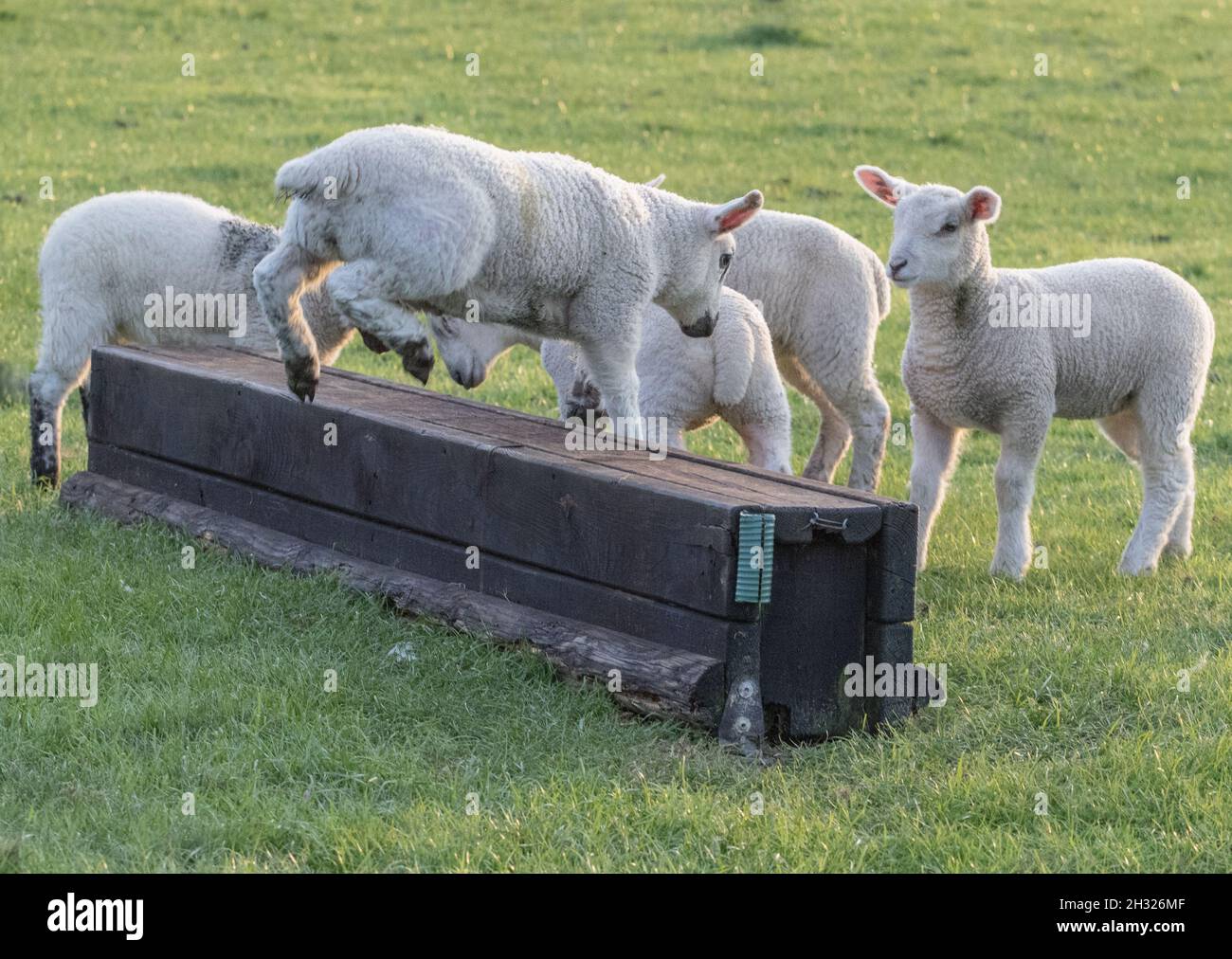 Some energetic lambs playing follow the leader and practicing their cross country jumping skills. Suffolk, UK. Stock Photo