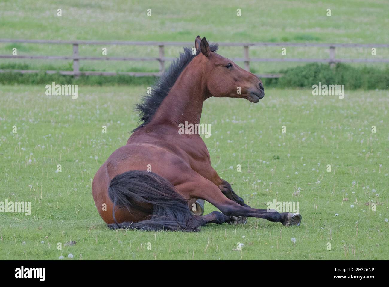A bay horse getting up after rolling in the grass field . Suffolk Stock