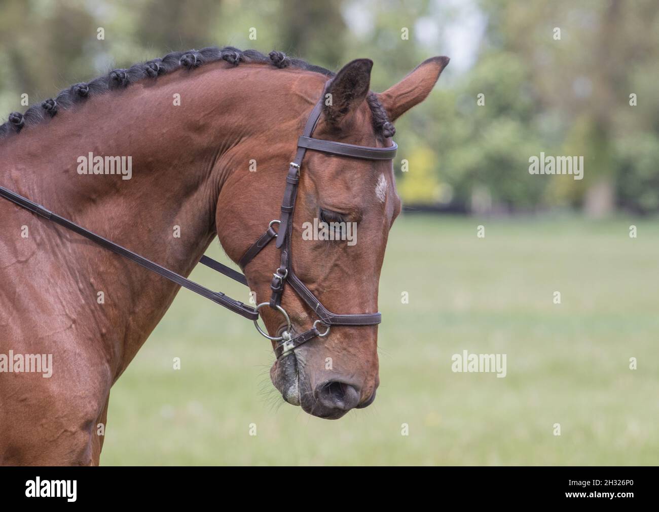 A close up of a smart bay horse's head and neck . A plaited warmblood ready for a show,  wearing a brown leather Micklem snaffle bridle . Suffolk UK Stock Photo