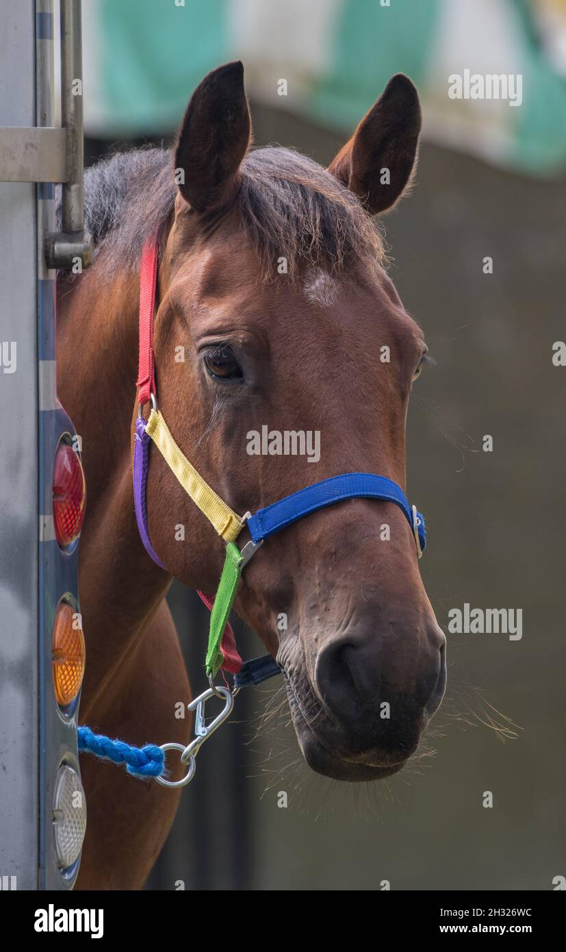 A bay horse standing calmly tied up at the lorry . It is wearing a rainbow coloured headcollar . Suffolk Uk Stock Photo