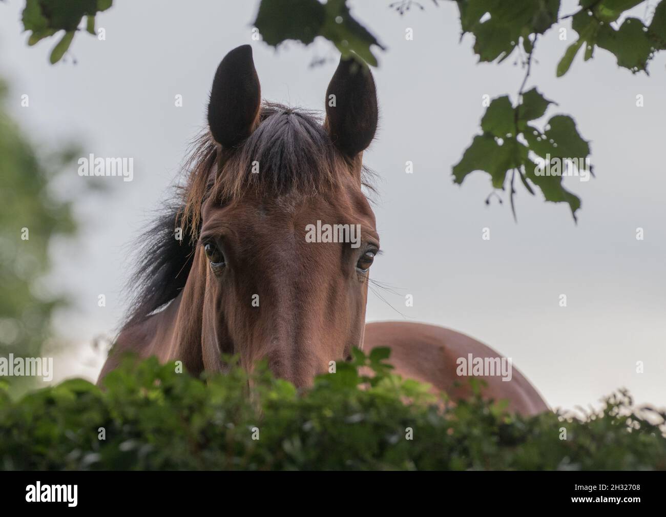 A bay horse peeping over a hedge - cute shot . Suffolk UK Stock Photo