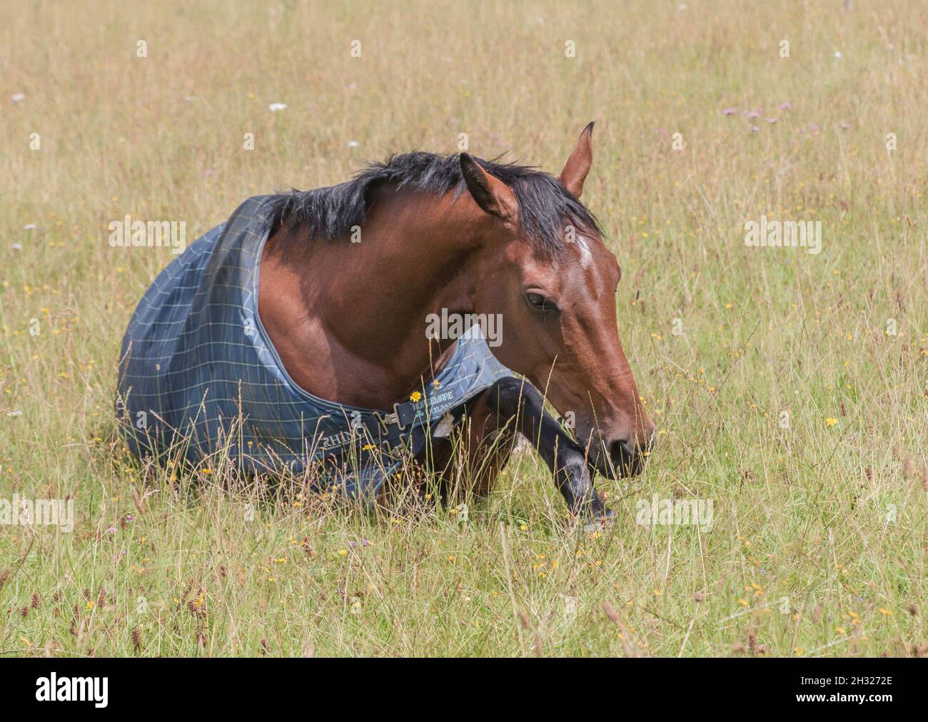 A bay horse laying down having a snooze while turned out in a grassy meadow. Suffolk , UK Stock Photo