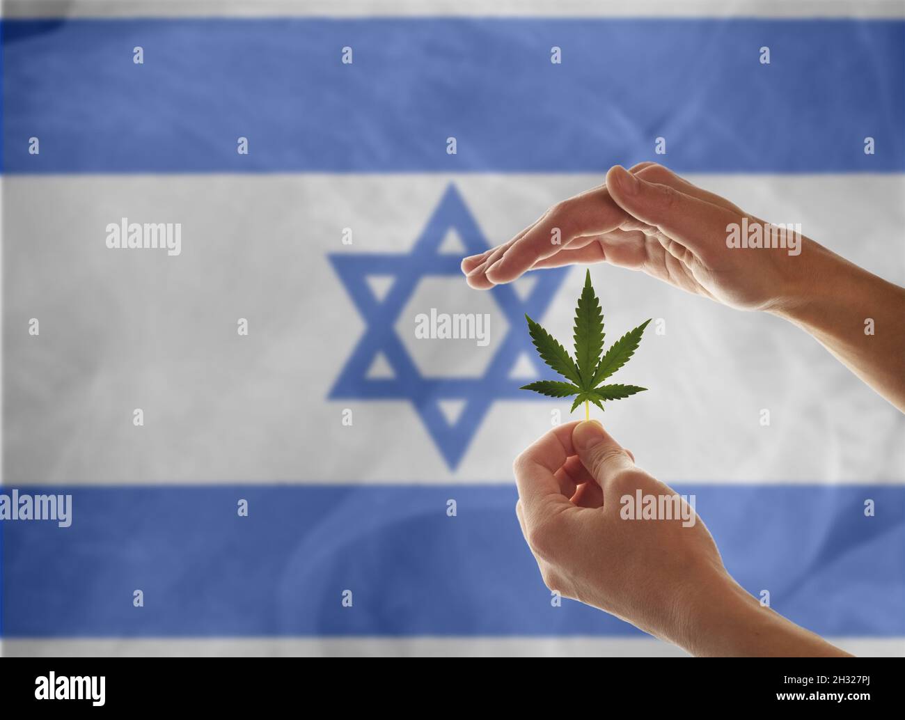Woman's Hand Holding a Marijuana Leaf From a Medical Cannabis or CBD Hemp Plant on the background of the flag of Israel. Stock Photo
