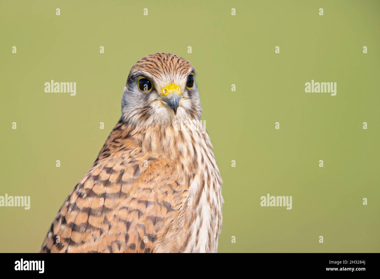 Portrait of an juvenile female Kestrel (Falco tinnunculus) resting on a perch. Stock Photo