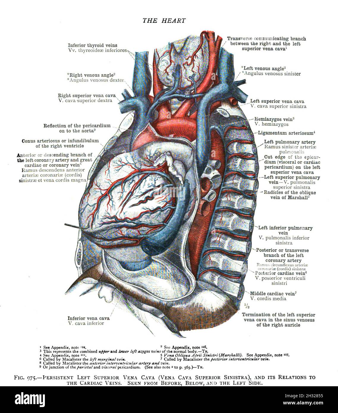 Scan of 19th-century heart anatomy on a textbook Stock Photo - Alamy