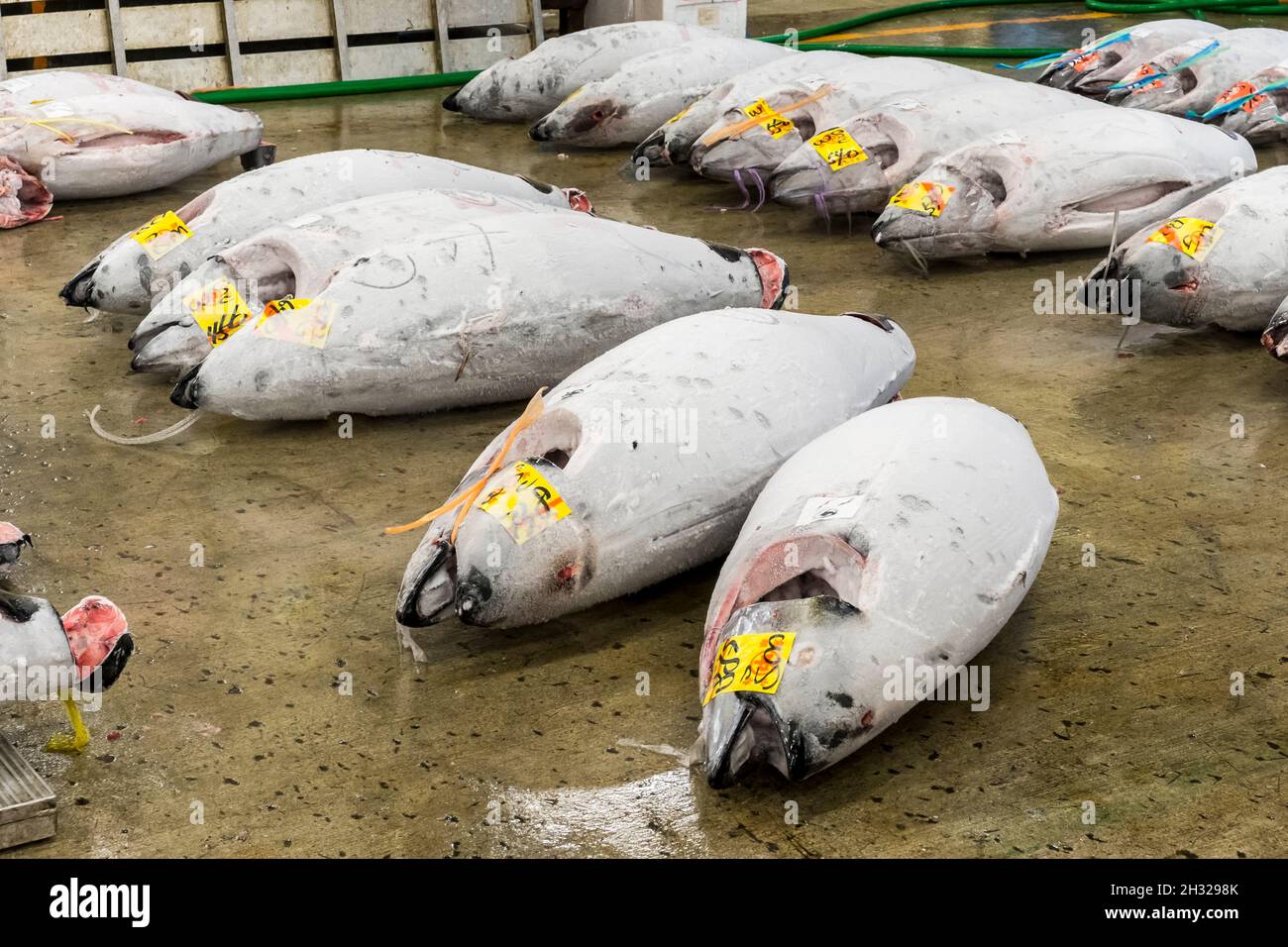 large frozen tuna fish on floor of warehouse in the Tsukiji fish market