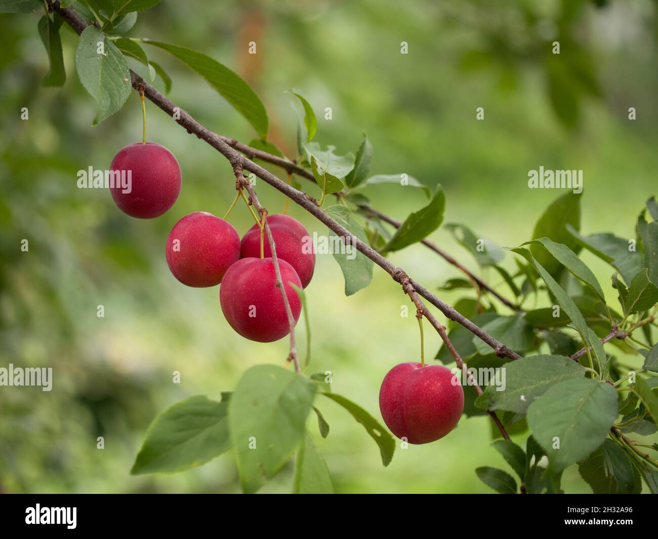 Ripe red cherry plum on a branch, close-up. Homegrown fruits. Stock Photo
