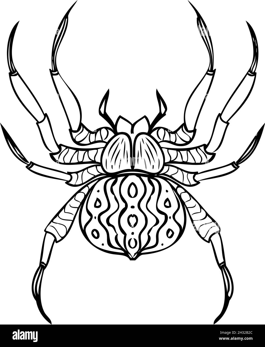 Spider realistic line vector illustrations. Hand drawing style Stock