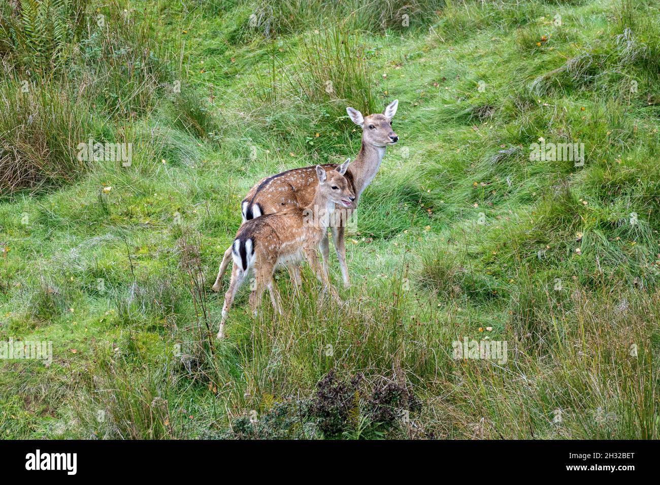 European Fellow Deep, Dama dama grazing in a natural woodland habitat. Stock Photo