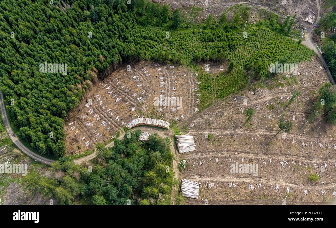 Aerial photograph, Hünkesohl forest area with forest damage near Wormberg, Drolshagen, Sauerland, North Rhine-Westphalia, Germany, tree death, bark be Stock Photo
