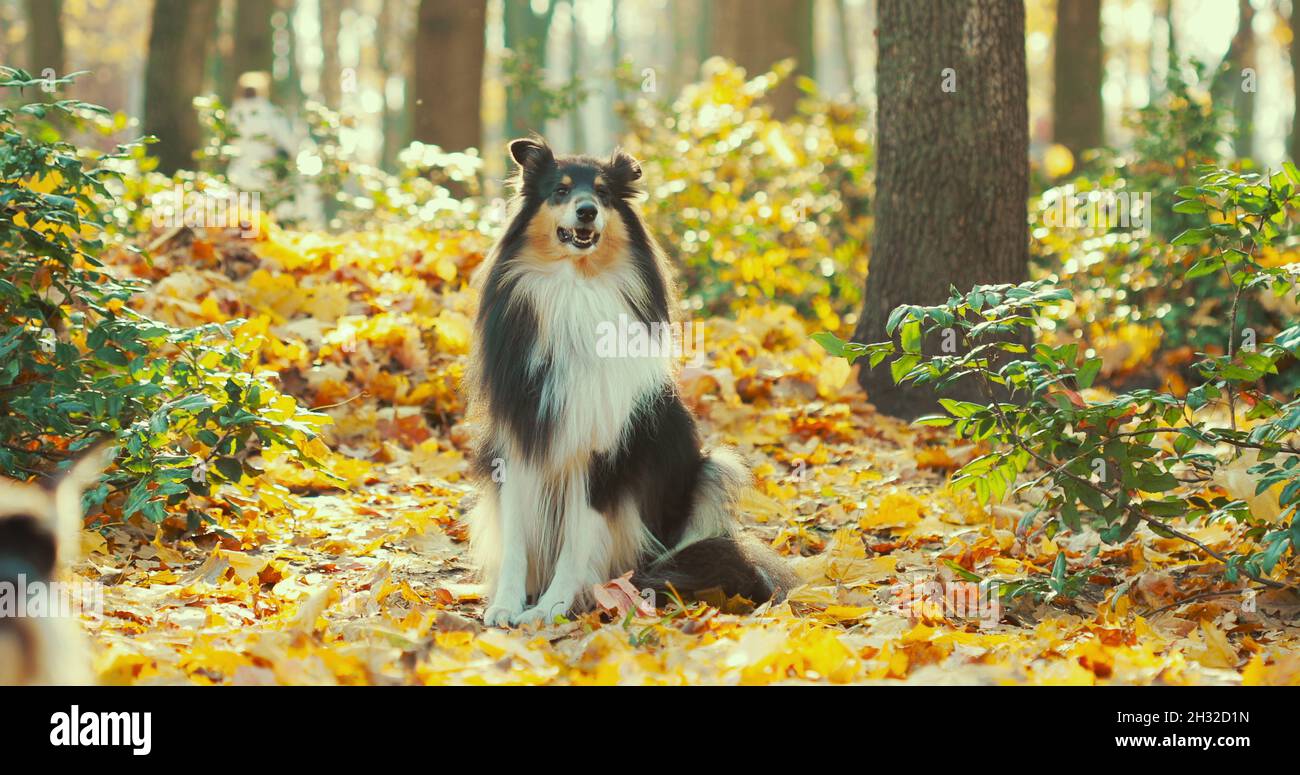 Rough Collie, lassie, Dog Stock Photo - Alamy