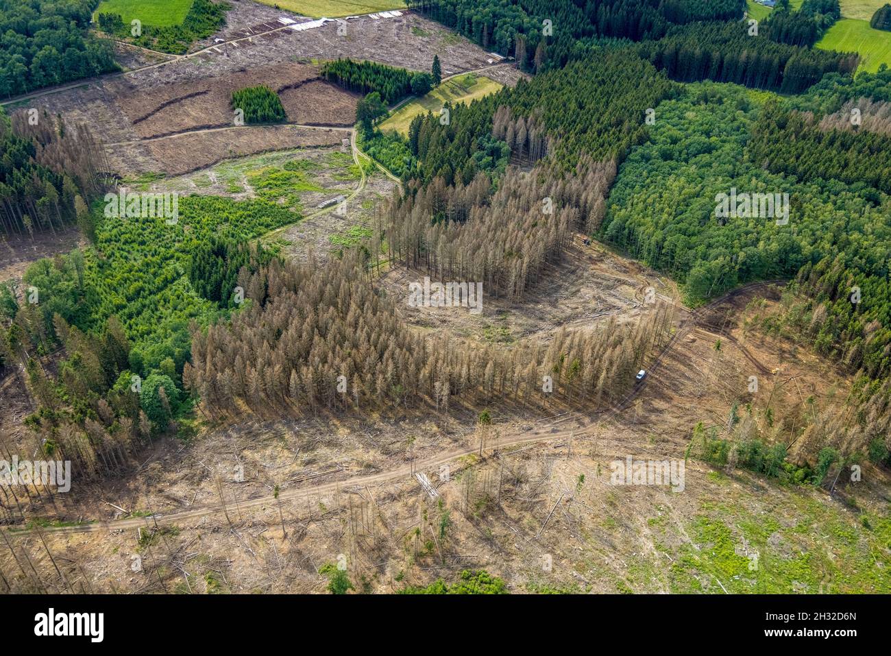 Aerial photograph, forest area with forest damage near Iseringhausen and Brachtpe, Drolshagen, Sauerland, North Rhine-Westphalia, Germany, tree death, Stock Photo