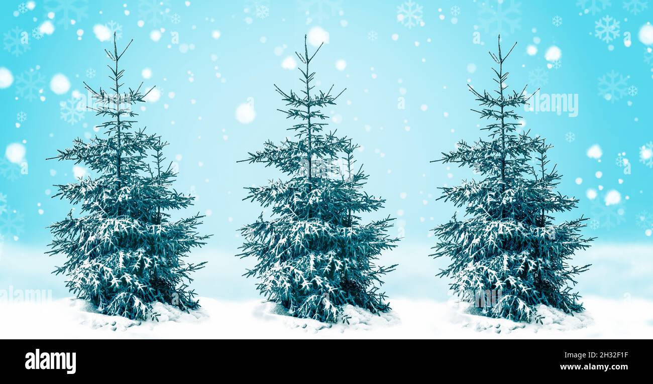 Fir trees in snow forest hi-res stock photography and images - Alamy