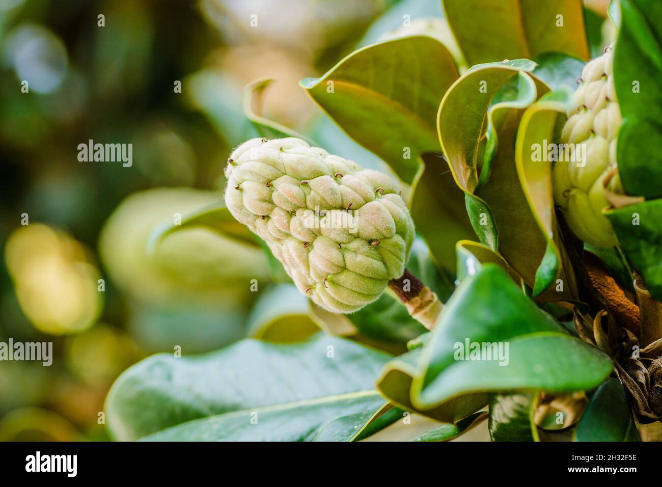 Magnolia grandiflora fruit with seeds close-up Stock Photo