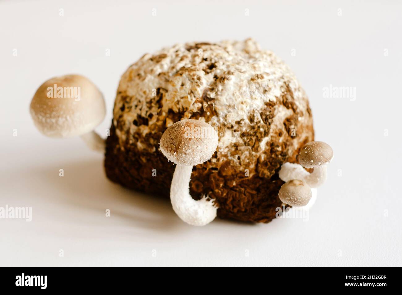 Shiitake Mushrooms on mycelium block. Traditional asian mushroom