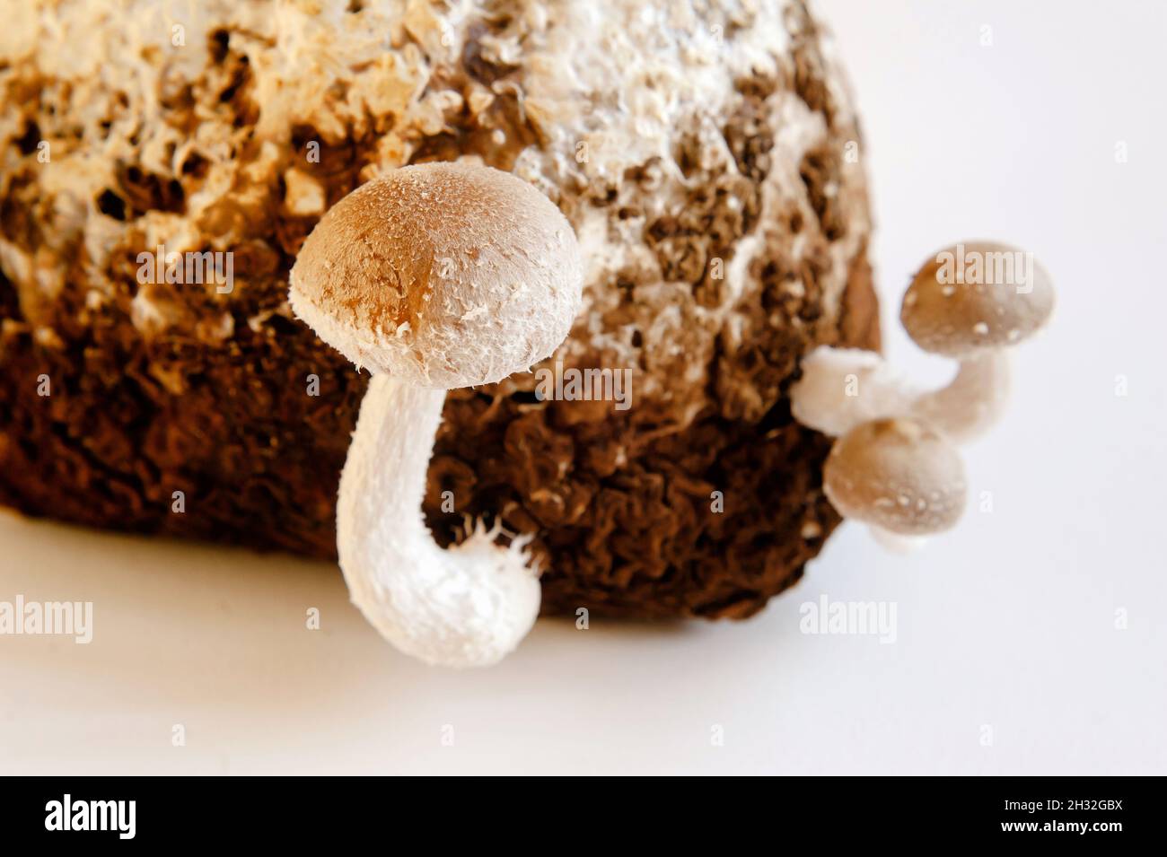 Shiitake Mushrooms on mycelium block. Traditional asian mushroom