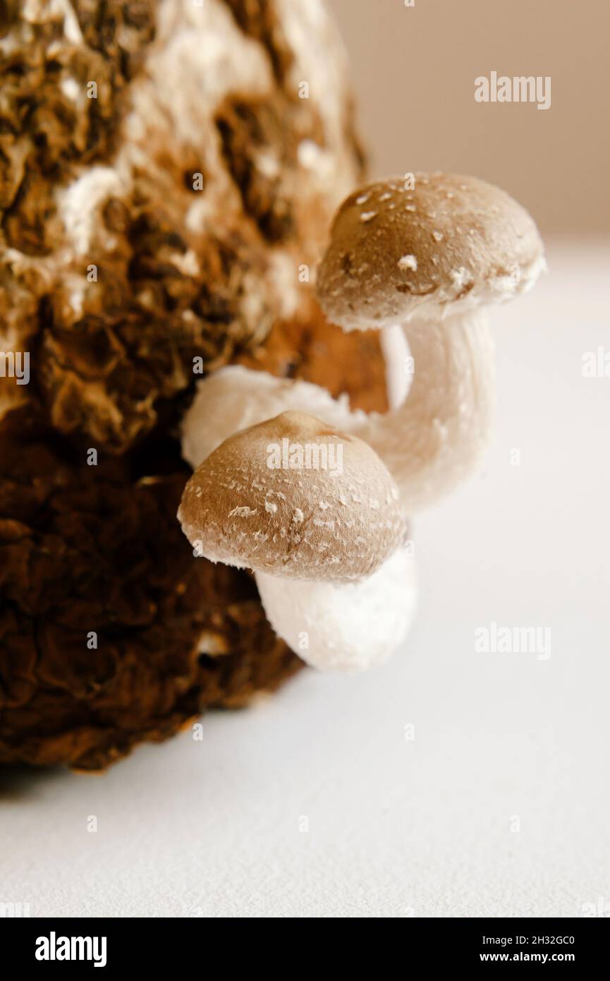 Shiitake Mushrooms on mycelium block. Traditional asian mushroom