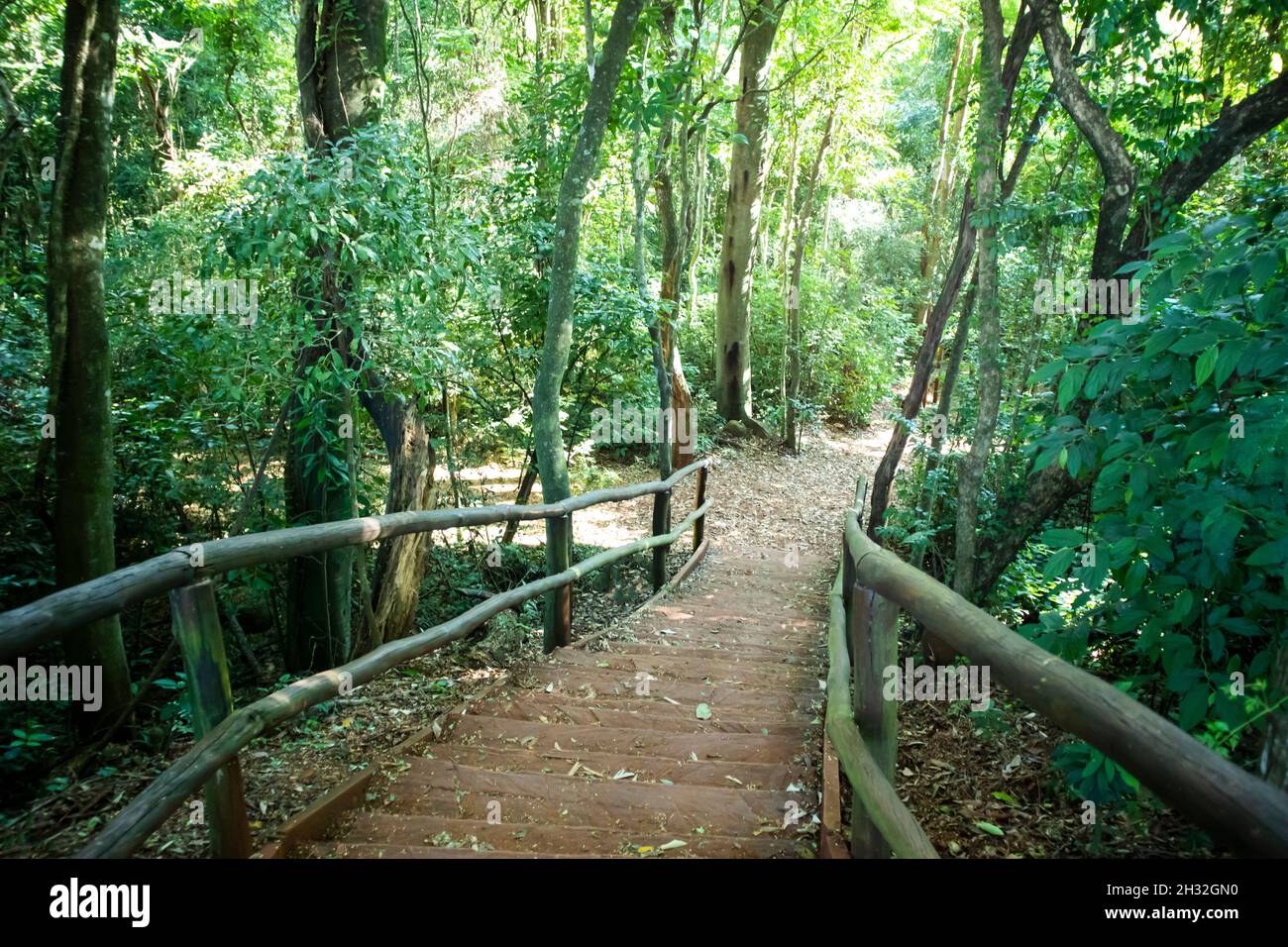 Stairs inside the forest in Londrina, Park Arthur Thomas. Stock Photo