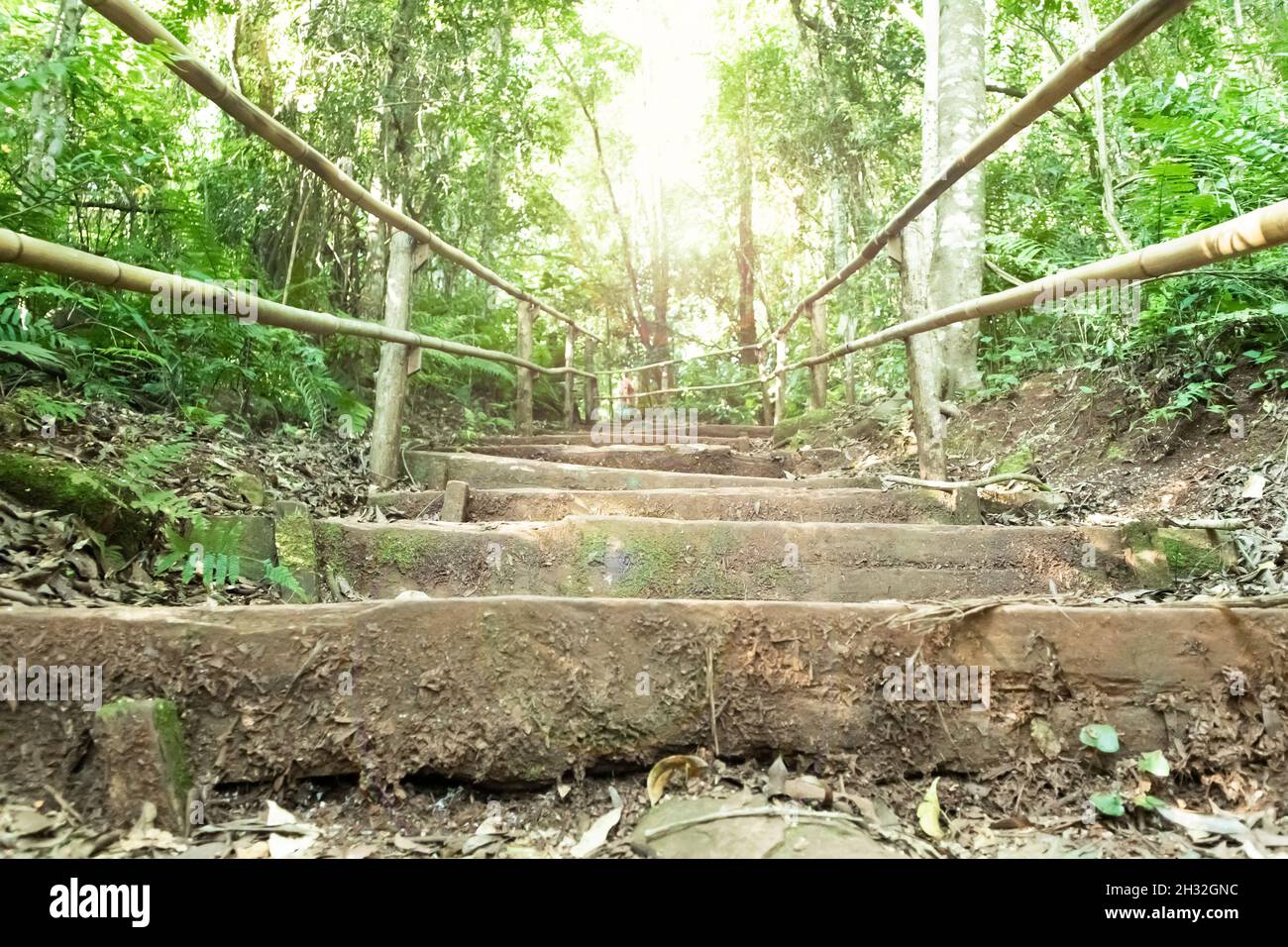 Stairs inside the forest in Londrina, Park Arthur Thomas. Stock Photo
