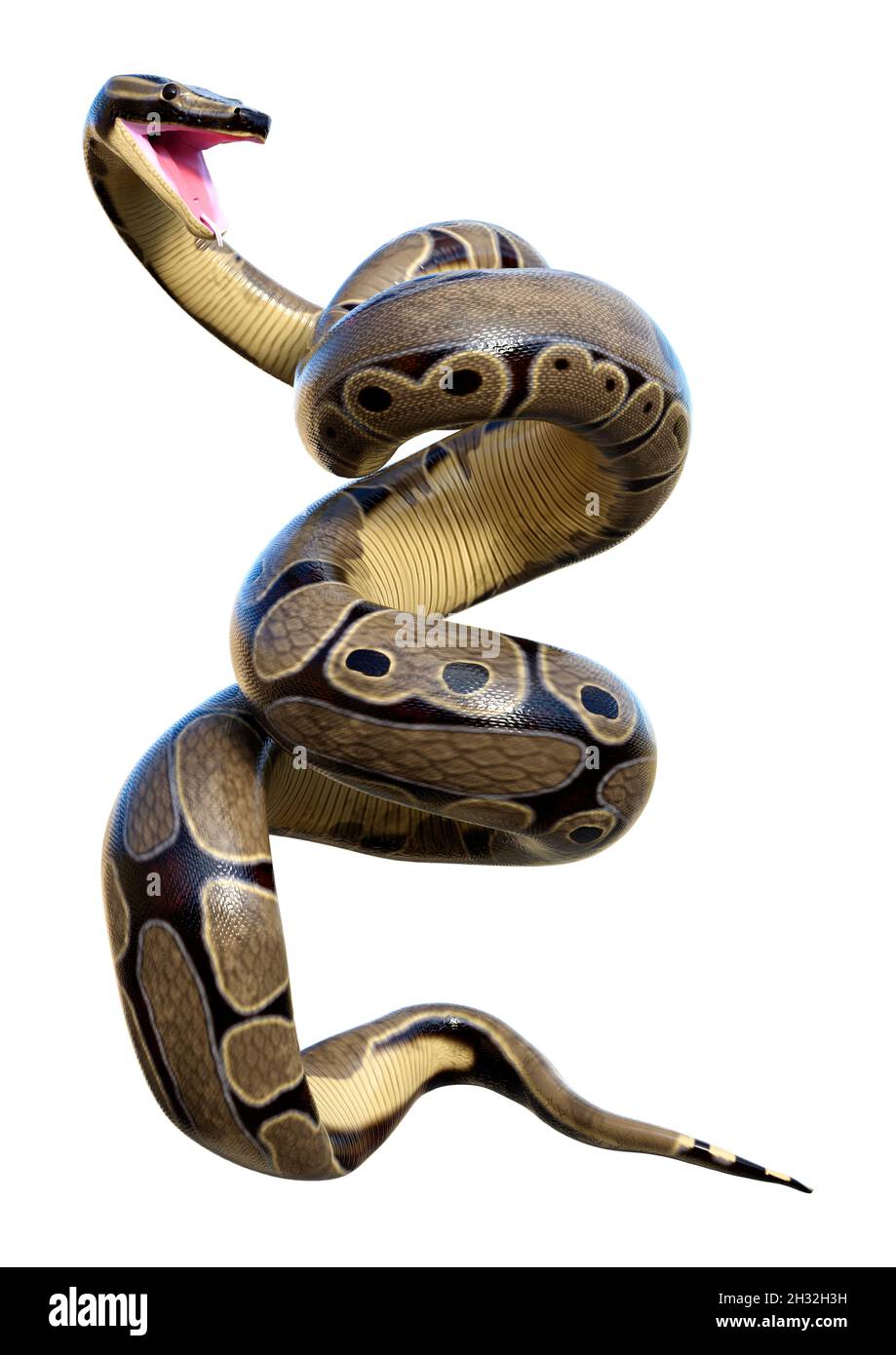 3D rendering of a ball python or python regius isolated on white ...