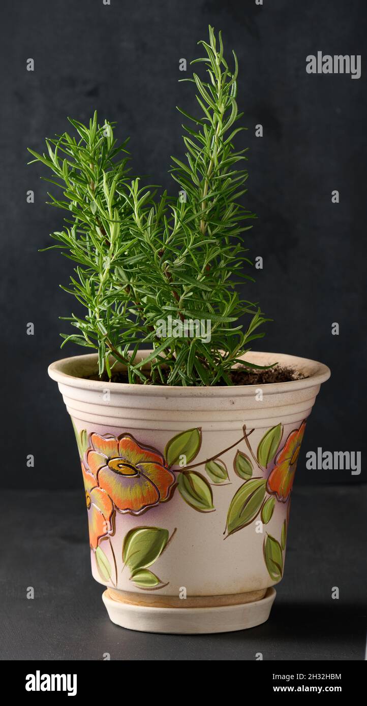 growing rosemary bush in ceramic pot, spice on white table Stock Photo