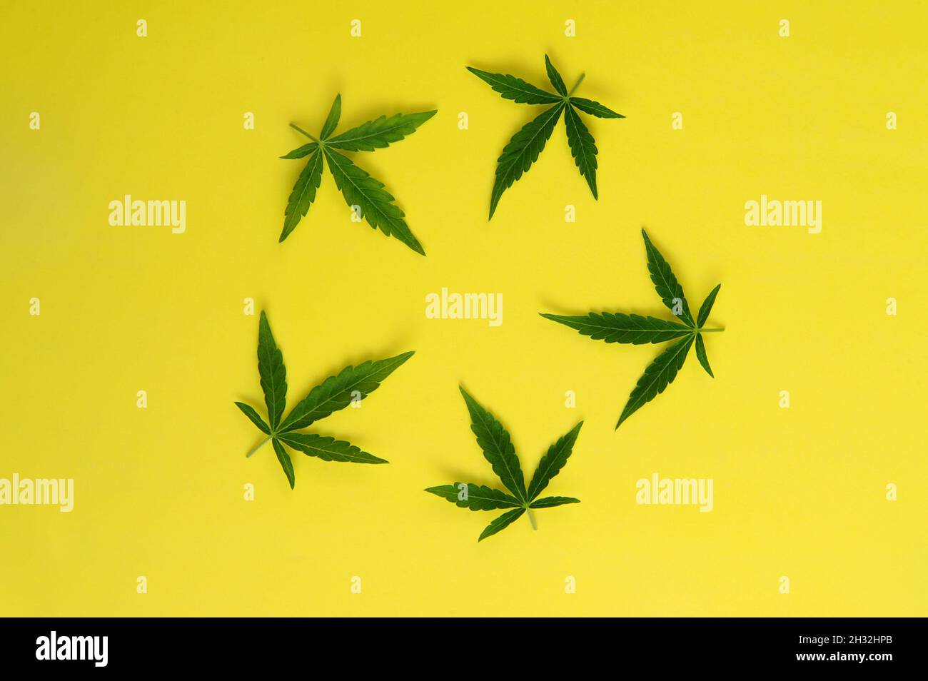 Marijuana legalization, fresh leaves. Cannabis plant on yellow background. Hemp recreation, medical usage. Stock Photo