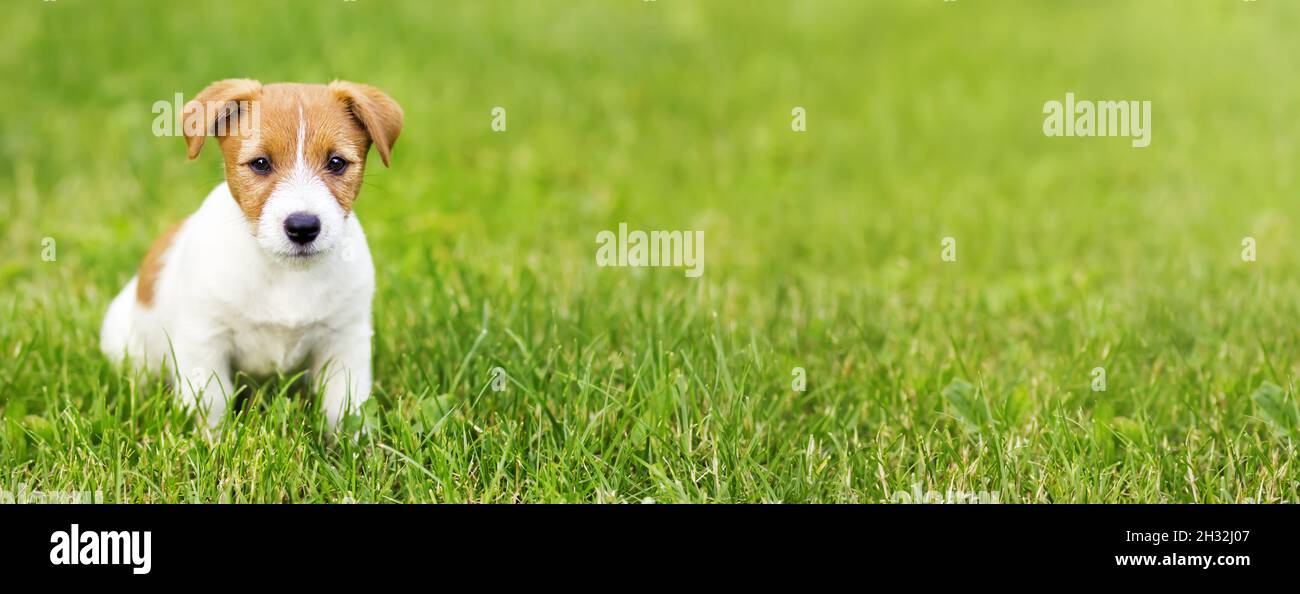 Cute small dog puppy sitting in the grass. Pet training banner Stock ...