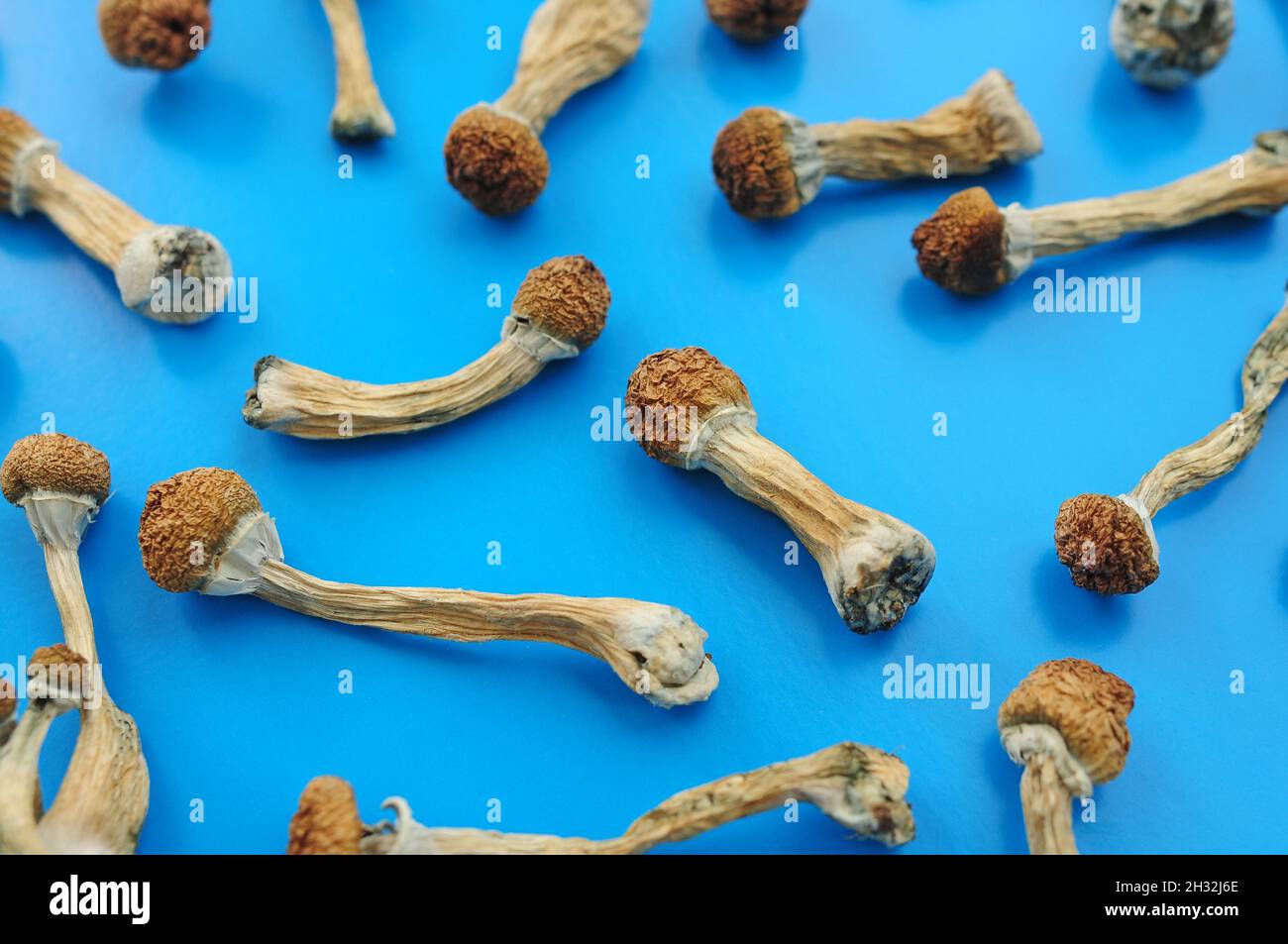 Pattern of dried psilocybin mushrooms on bright blue background. Psychedelic magic mushroom Golden Teacher. Medical usage. Microdosing concept. Stock Photo