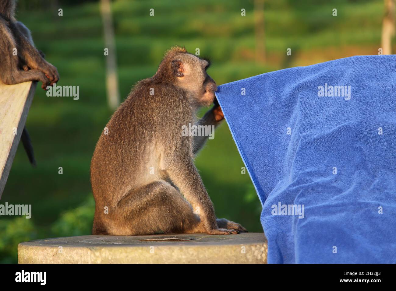 Funny curious monkey eating the blue towel in Bali, Indonesia Stock Photo