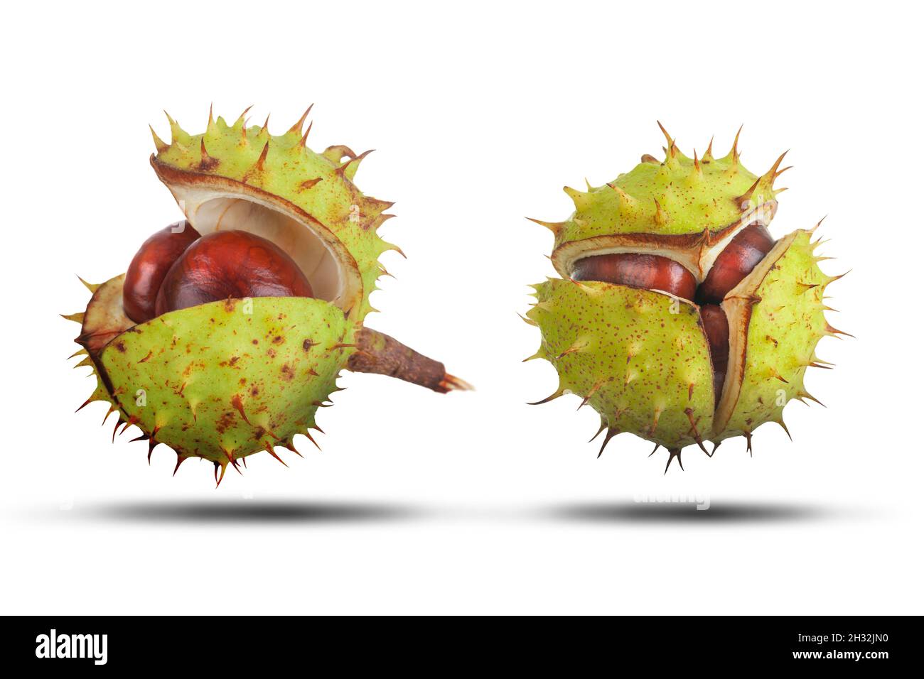 Two conkers inside green spiked cases close up isolated on white with shadow. Natural protection and security concept Stock Photo