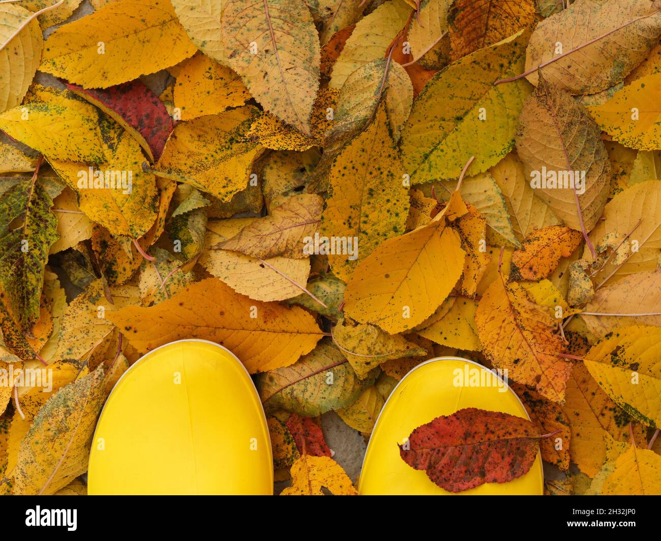 Person feet in yellow rubber boots standing on fallen leaves outdoors ...