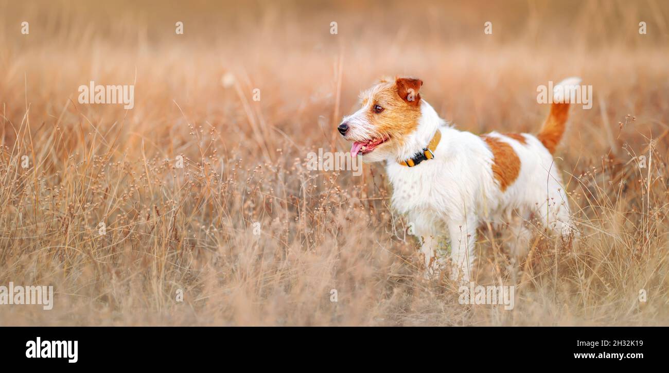 Banner of a beautiful healthy jack russell terrier pet dog as listening in the golden autumn meadow grass Stock Photo